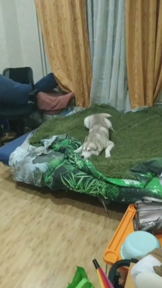 pavel.p.a в LOOKY. #мара,#маруся,#морана,#хаски,#хаскиспб,#хаскивидео,#хаскиголубыеглазки,#хаскисозданыдляласки,#husky,#huskies,#huskylife,#huskylove. Моя Пушка-гонка)))
#...