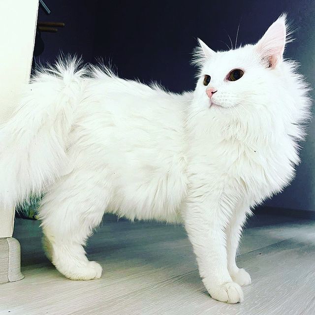 777_my_love_garden_777 в LOOKY. #instagram,#instagood,#bestcataward,#cat,#catlife,#instagramcats,#catstagram,#catsofinstagram,#instacat,#мейн,#cats_of_instagram,#cats_of_instagrams,#love_cats,#bestcats_oftheworld,#cats_of_world,#mainecoongram,#mainecoons,#mainecooncat,#котикинаркотики,#мейнкун,#котэ,#мейнкунырулят,#bestcatsclub,#мейнкунылучшие,#котики,#friends,#friday. Happy Friday!!! 
С п...