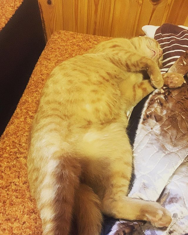 fordjik в LOOKY. #кот,#кошки,#cat,#cats,#animal,#звери. Кажется кто-то переи...