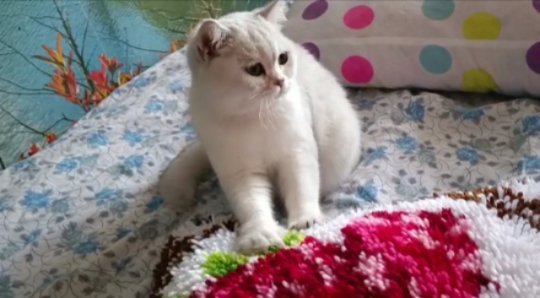 no_547_name в LOOKY. . 😻