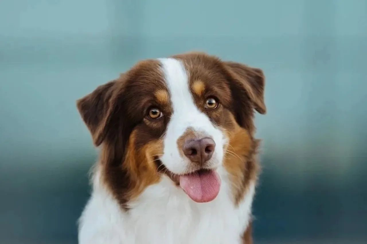 iz_doma_korolevoi_kennel в LOOKY — фото 2