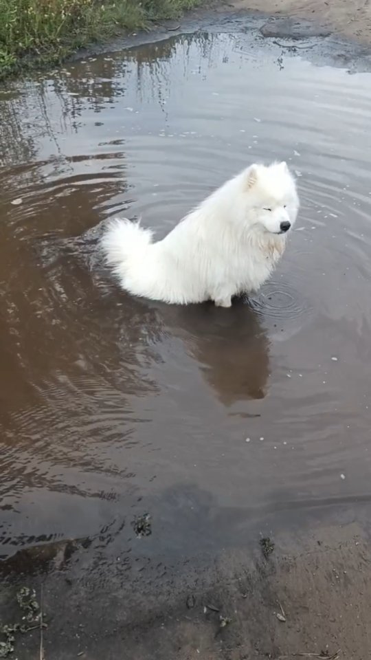 blagotav в LOOKY. #самоеды,#смешныеживотные,#смешныесобаки,#samoyed,#забавнвныеживотные,#собаки,#щенки. #самоеды #смешныежив...