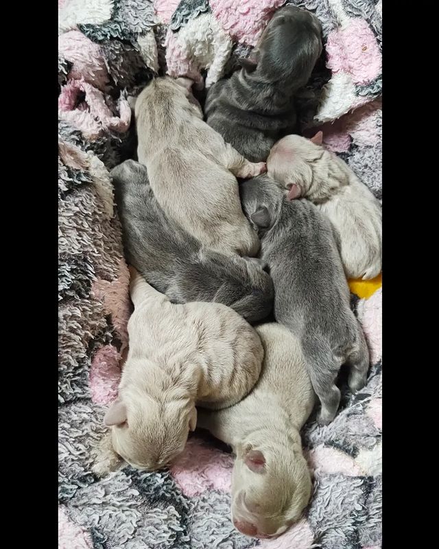nastasya.lipbulldog в LOOKY. #loveabulli,#frenchuepuppy,#frenchuesofinstagram,#frenchielife,#ilovemyfrenchie,#frenchielove,#frenchbulldogsofinstagram,#instafrenchie,#bulldogfrances,#frenchieoftheday,#theworldofbullies,#dailyfrenchie,#frenchiepups,#frenchies1,#frenchie,#frenchiephotos,#frenchbulldogsrock,#frenchbully,#thefrenchiepost,#fab_frenchie,#ig_bullys. Привет МИР🐣♂️♂️♂️♂️...