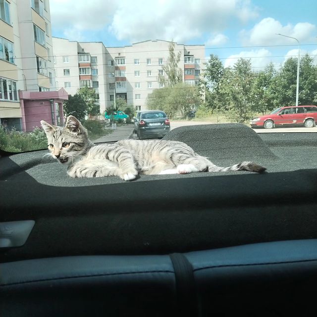 vanshotaa в LOOKY. . Качество топ😍#котик...