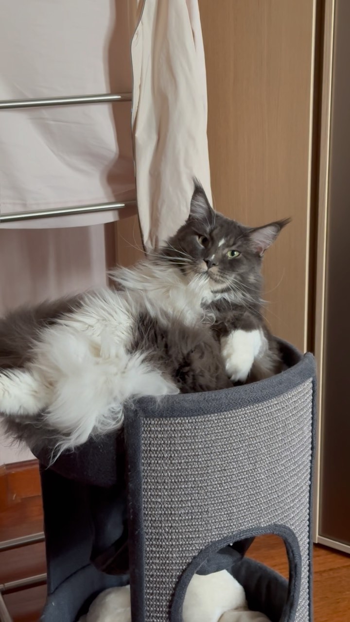 nika.maine_coon в LOOKY. . Чем бы заняться?