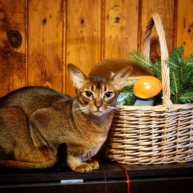 _kirillsaprykin_ в LOOKY. #abyssinian,#abbyssiniancats,#abbyssiniancat,#abbysharm,#аббисинец,#абиссинскаяпорода,#аббисинскаякошка,#абики,#аббисинскийкот,#кот,#котофото,#котики😻,#аббисинский,#абикионитакиеабики❤️,#абикионитакиеабики,#абикионитакиеабики💞🐈. #abyssinian #abbyssi...