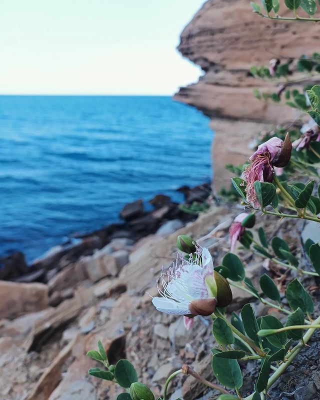 air в LOOKY. #море,#лето,#крым,#россия,#побережье,#sea,#sealovers,#seaside,#sealife,#crimea,#russia,#beach,#пляж,#naturelovers,#nature,#landscapephotography,#скалы,#roks,#каперсы,#capers,#цветы,#flowers. #море #лето #крым #р...