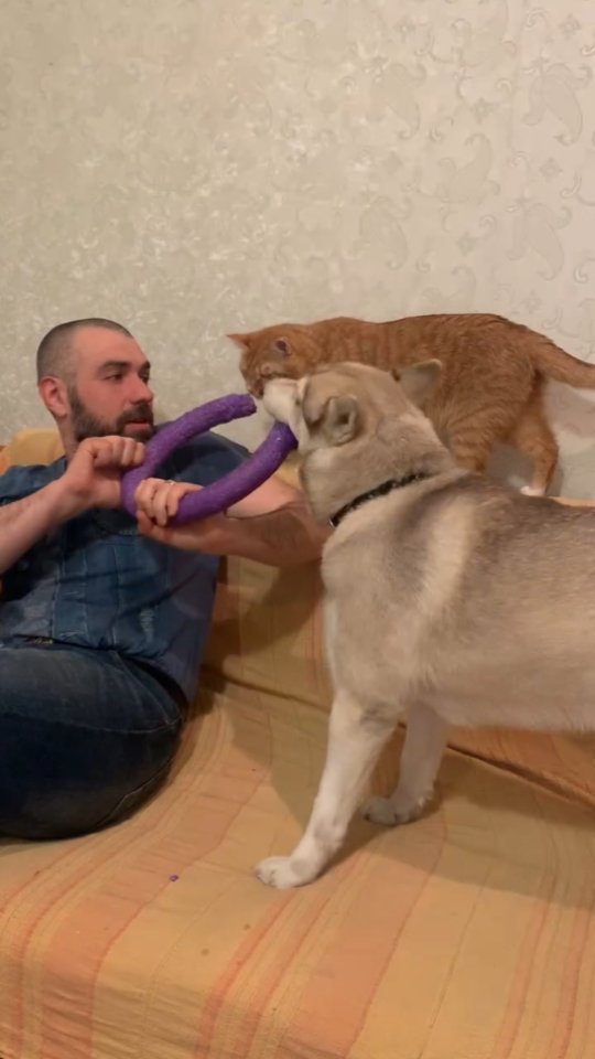 pavel.p.a в LOOKY. #мара,#хеппи,#хаски,#хаскивидео,#хаскиголубыеглазки,#рыжийкот,#котэ,#котяра,#котейка. Всех любит))))
#мара...