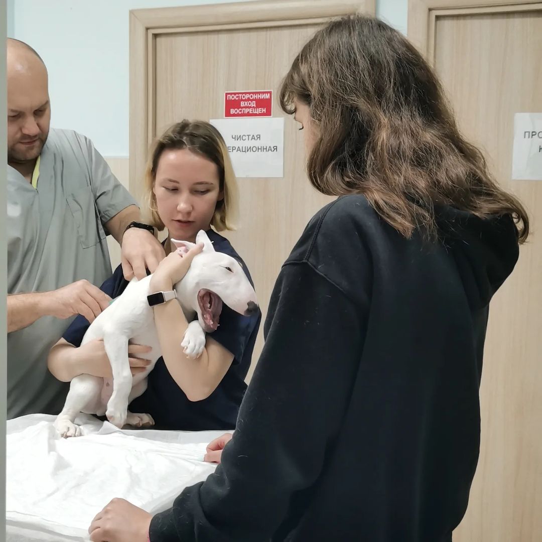 Какой сладкий батончик приходил в ВК Кондор на вакцинацию 😍
Он не скулит и не плачет, он просто решил зевнуть 🥱
Укольчик даже не почувствовал🙌

#кондорвет #кондор #ветклиника