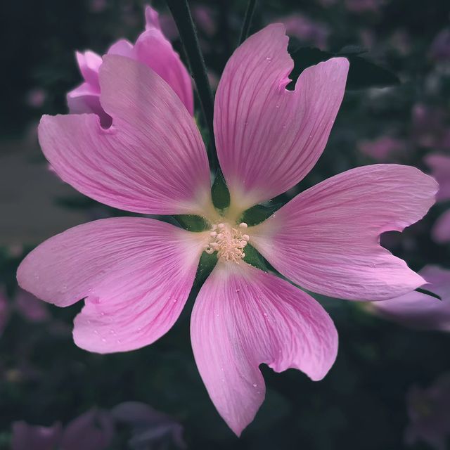 deus.nature в LOOKY. #floverphotography,#flovers,#floverslovers,#macrophotography,#shotongalaxy,#naturephotography,#nature,#naturelovers,#фотодня,#фотоприроды,#фотоцветов,#цветыцветы,#макрофотография,#мобильнаяфотография. Ｌａｖａｔｅｒａ
.
.
.
#flov...