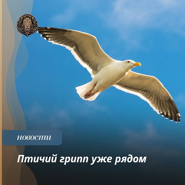 narublevkerigelife в LOOKY. #птичиигрипп,#птичийгрип,#птичийгрипп,#птичийгрипп2017,#птичийгрипп2020,#птичийгриппивсетакое,#птичийгриппизкитая,#птичийгрипплечение,#птичийгриппнедремлет,#птичийгриппнеподхватила,#птичийгриппнеподцепила,#птичийгриппнепройдет,#птичийгриппнепройдёт,#птичийгриппнестрашен,#птичийгриппп,#птичийгриппцветочки,#птичийгрипп☝️,#птичийгрипп🐔🐔,#птичийгрипп😂,#птичийгрипп🚫,#птичийгрипп🤕🤒. Доброе утро, соседи!...