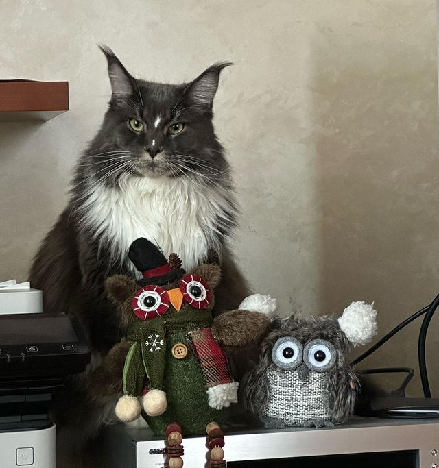 nika.maine_coon в LOOKY. #cat,#cats,#mainecoonlovers,#catlover,#catlovers,#katze,#picoftheday,#catsofinstagram,#catstagram,#catporn,#catoftheday,#貓,#猫,#gatto,#قط,#gato,#catlove,#mainecooncats,#happycat,#pet,#yourcatphoto,#pet,#pleasantcats,#myselfmadephotos,#catladytribe,#🐱,#maanocats,#catplay,#catplaying,#miss. Друзья…
𓃠︎NIKA𓃠︎
⠀...