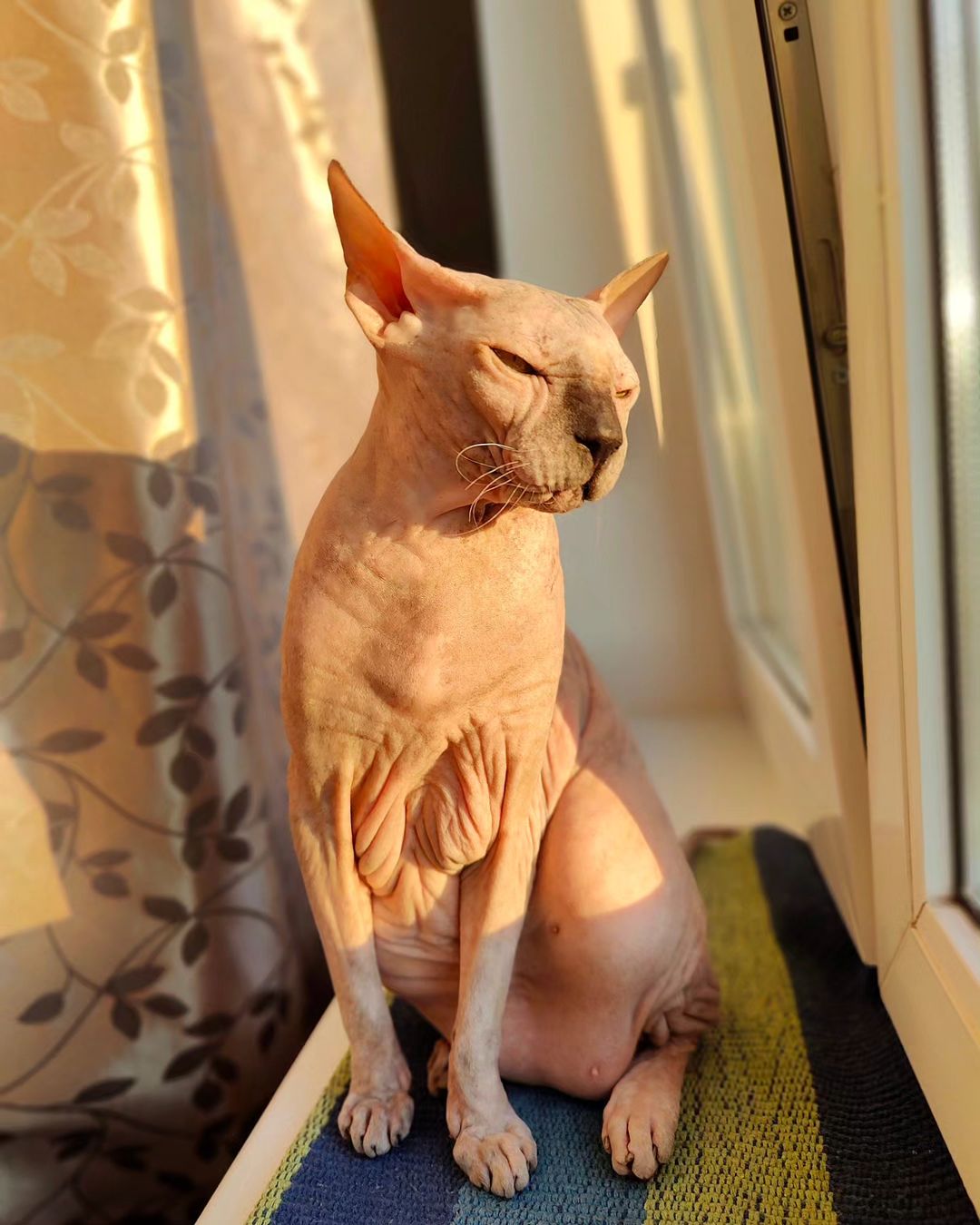 eva_sphynx_cat в LOOKY — фото 3
