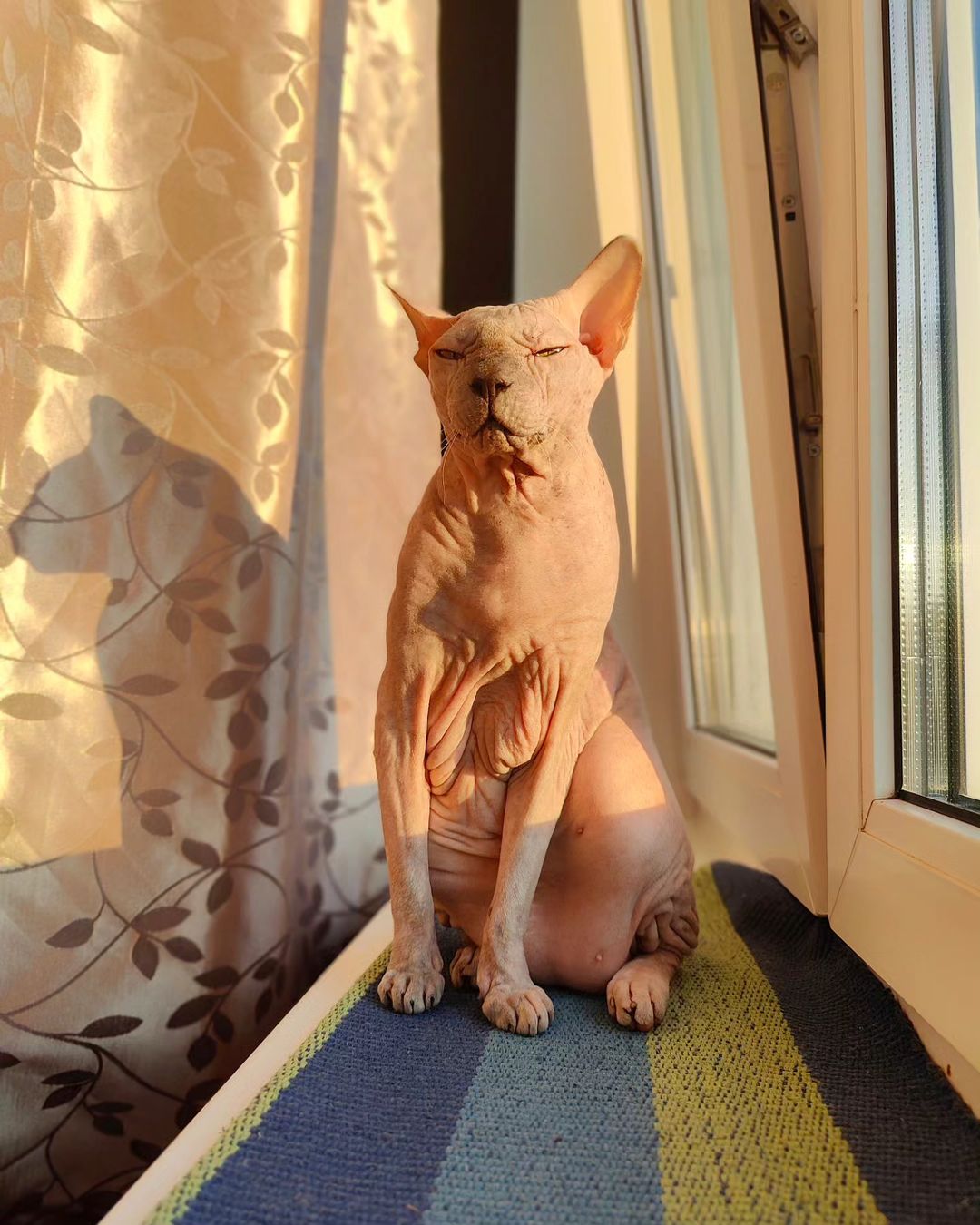 eva_sphynx_cat в LOOKY — фото 2