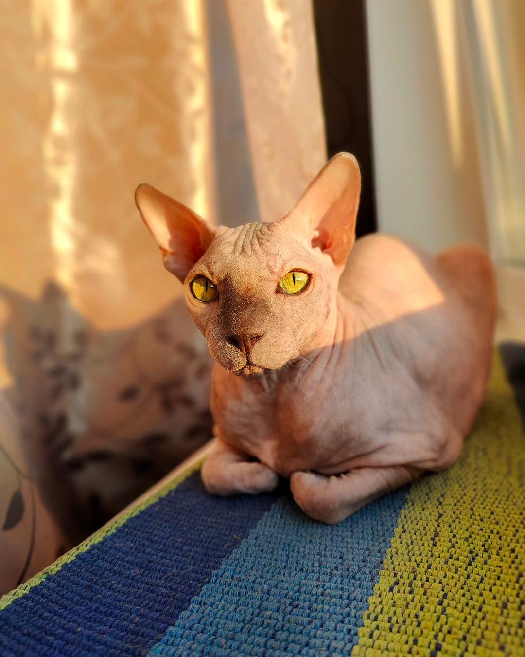 eva_sphynx_cat в LOOKY — фото 6