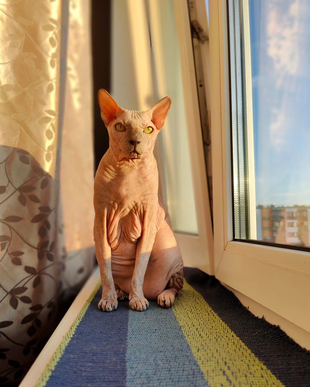 eva_sphynx_cat в LOOKY — фото 4