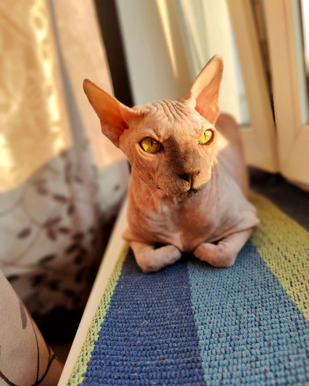 eva_sphynx_cat в LOOKY — фото 5