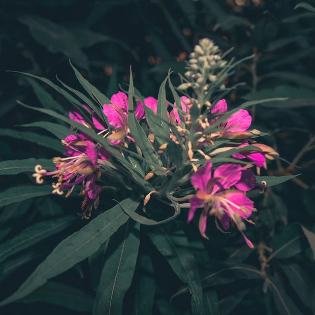deus.nature в LOOKY. #floverphotography,#flovers,#floverslovers,#macrophotography,#shotongalaxy,#naturephotography,#nature,#naturelovers,#фотодня,#фотоприроды,#фотоцветов,#цветыцветы,#макрофотография,#мобильнаяфотография. Ｃｈａｍａｅｎｅｒｉｏｎ
.
.
.
#...