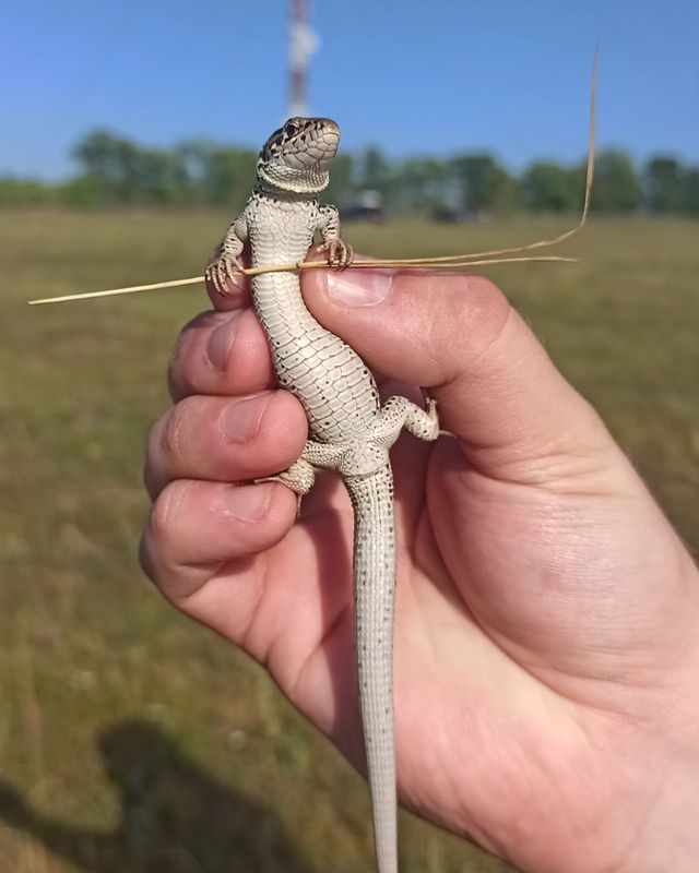 7calamus7 в LOOKY. #Lacerta_agilis,#ящерица,#lizard,#алтай. Встретили на Алтае в...