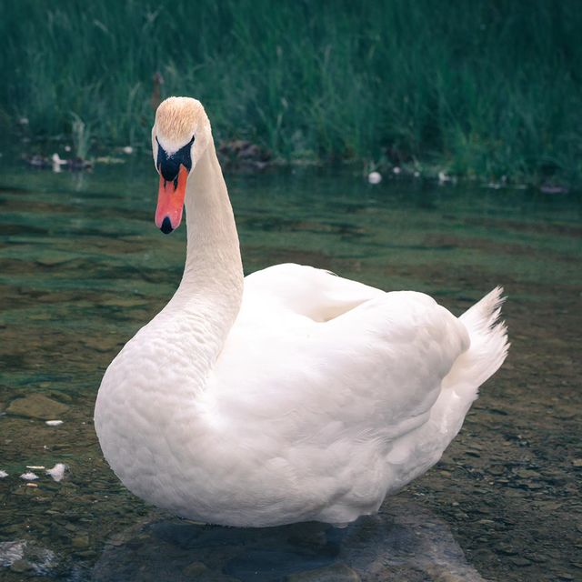 deus.nature в LOOKY. #naturephotography,#nature,#naturelovers,#фотодня,#фотоприроды,#birdphotography,#birds,#birdlovers,#birdforever,#фотоптиц,#птицы,#люблюптиц. #naturephotography #...