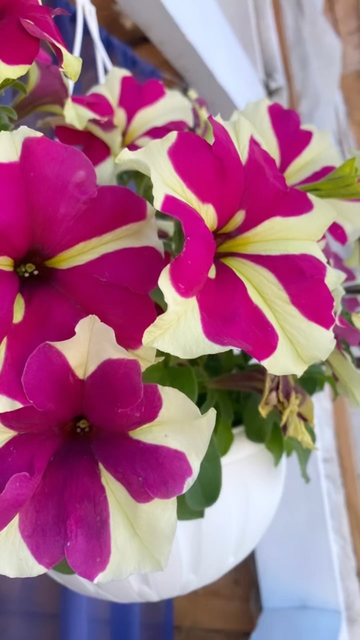 saiaana2306 в LOOKY. . Мои🌼🌺🌸