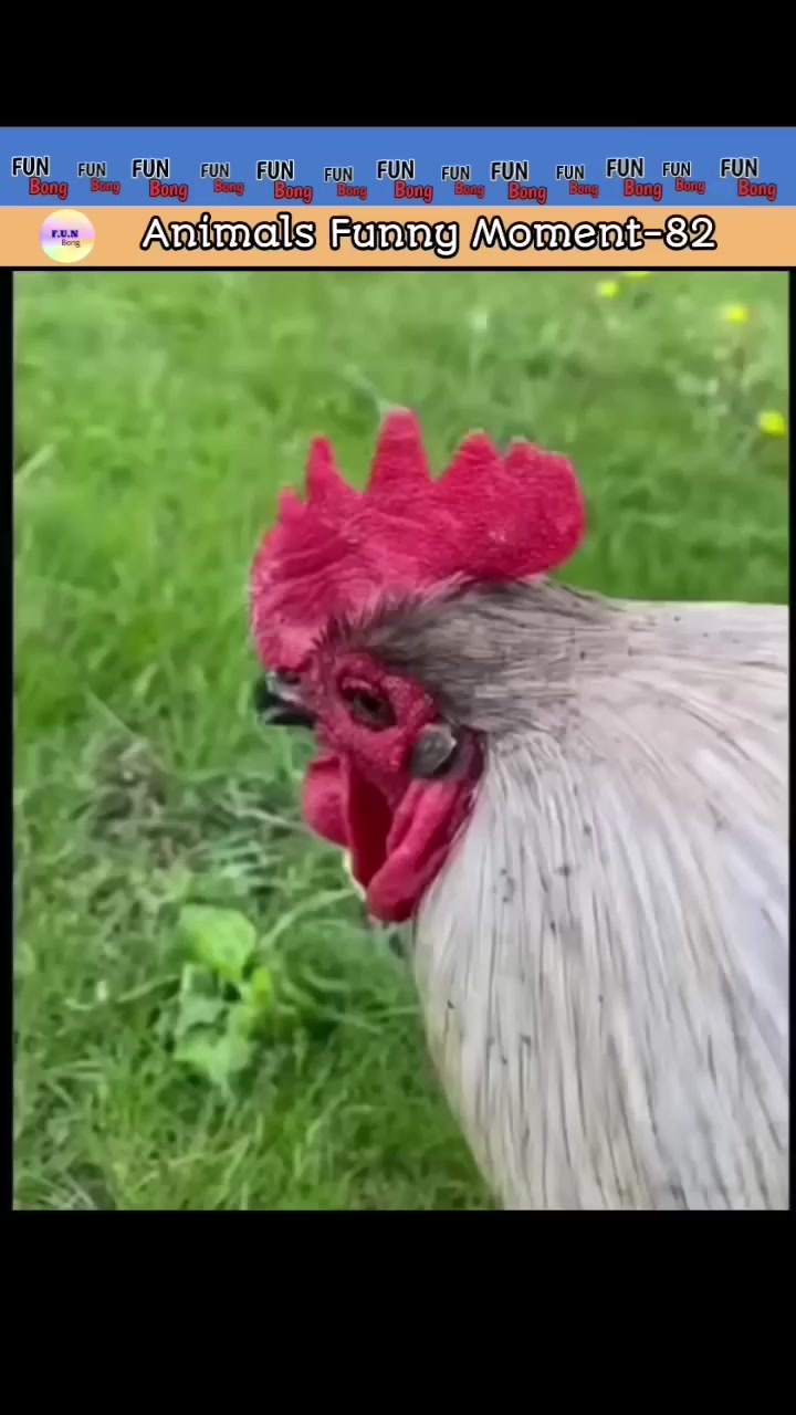 habiburrahmanarin в LOOKY. . Animal
