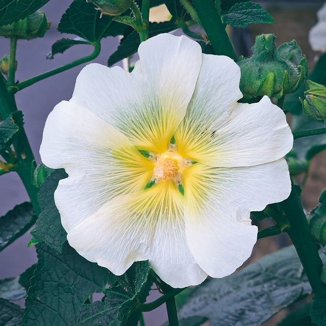deus.nature в LOOKY. #floverphotography,#flovers,#floverslovers,#macrophotography,#shotongalaxy,#naturephotography,#nature,#naturelovers,#фотодня,#фотоприроды,#фотоцветов,#цветыцветы,#макрофотография,#мобильнаяфотография. Ａｌｃｅａ
.
.
.
#floverp...