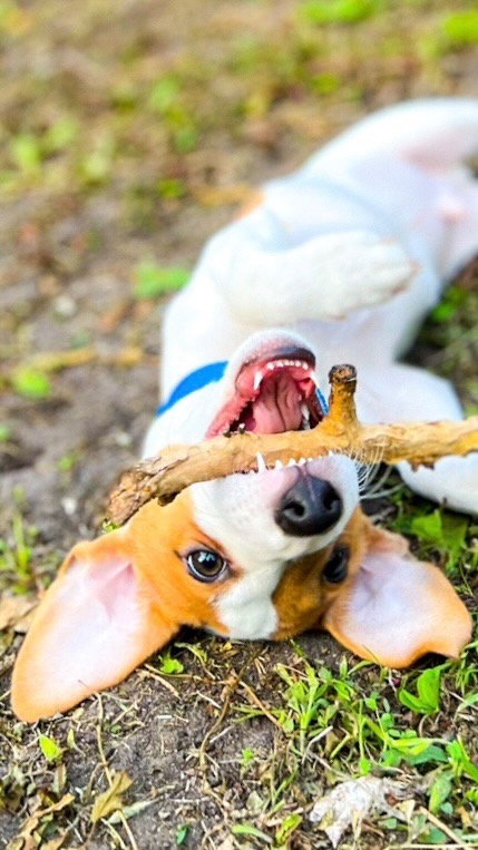 pablo_pikasso_happieness_land в LOOKY. #jackrussell#jackrussellterrier#jackrusselcross#jackrusselllove#jrtclub#dogoftheday#jackrusselstyle#jackrussellmoments#jackrussellpuppy. Эх, вечно всем слыши...