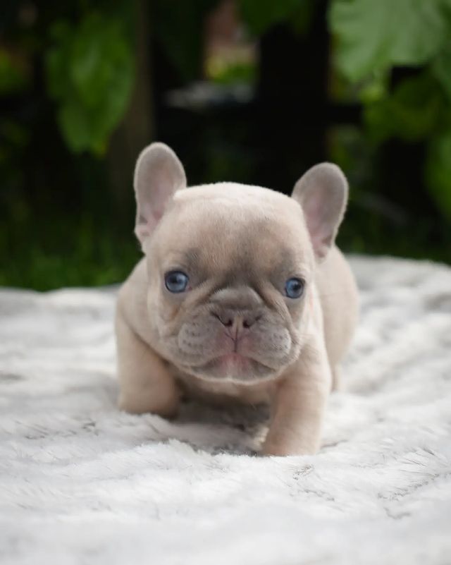 nastasya.lipbulldog в LOOKY. #loveabulli,#frenchuepuppy,#frenchuesofinstagram,#frenchielife,#ilovemyfrenchie,#frenchielove,#frenchbulldogsofinstagram,#instafrenchie,#bulldogfrances,#frenchieoftheday,#theworldofbullies,#dailyfrenchie,#frenchiepups,#frenchies1,#frenchie,#frenchiephotos,#frenchbulldogsrock,#frenchbully,#thefrenchiepost,#fab_frenchie,#ig_bullys. Маленький охотник вы...