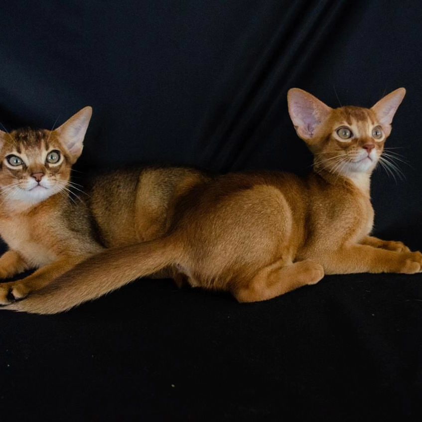 abyssiniancats_dreamariz в LOOKY — фото 2