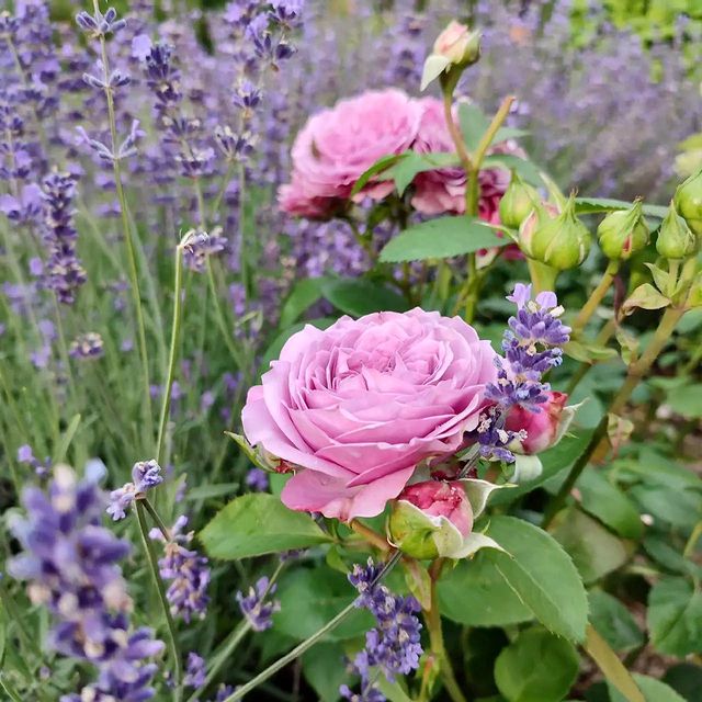catherine___garden в LOOKY. #мойсад🏡🌳🌲🌳. #мойсад🏡🌳🌲🌳