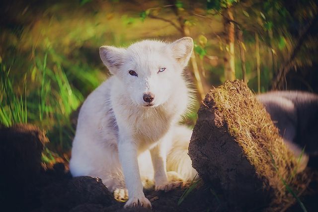 myfoxfamily в LOOKY. . Держите летних смешн...