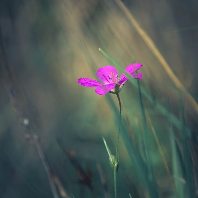 deus.nature в LOOKY. #floverphotography,#flovers,#floverslovers,#macrophotography,#shotongalaxy,#naturephotography,#nature,#naturelovers,#фотодня,#фотоприроды,#фотоцветов,#цветыцветы,#макрофотография,#мобильнаяфотография. Ｇｅｒａｎｉｕｍ
.
.
.
#flov...