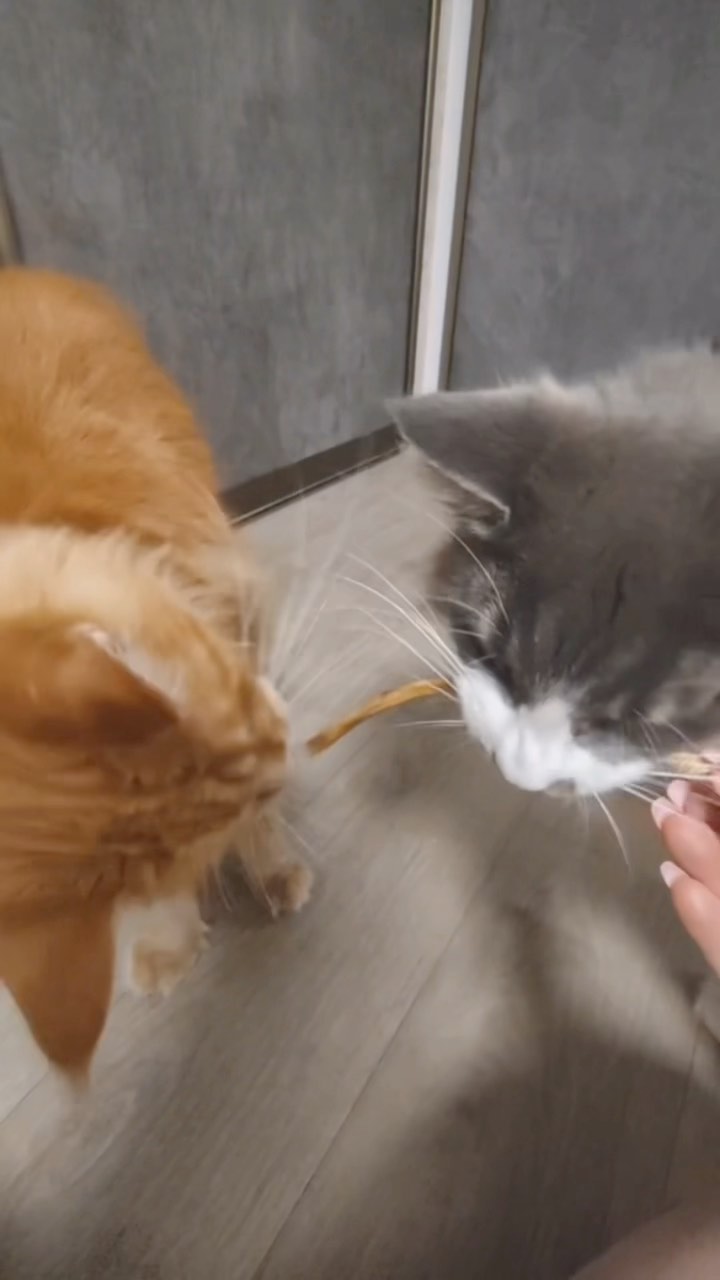 lucky_dog_kapunoff в LOOKY. . Даже котикам нравитс...