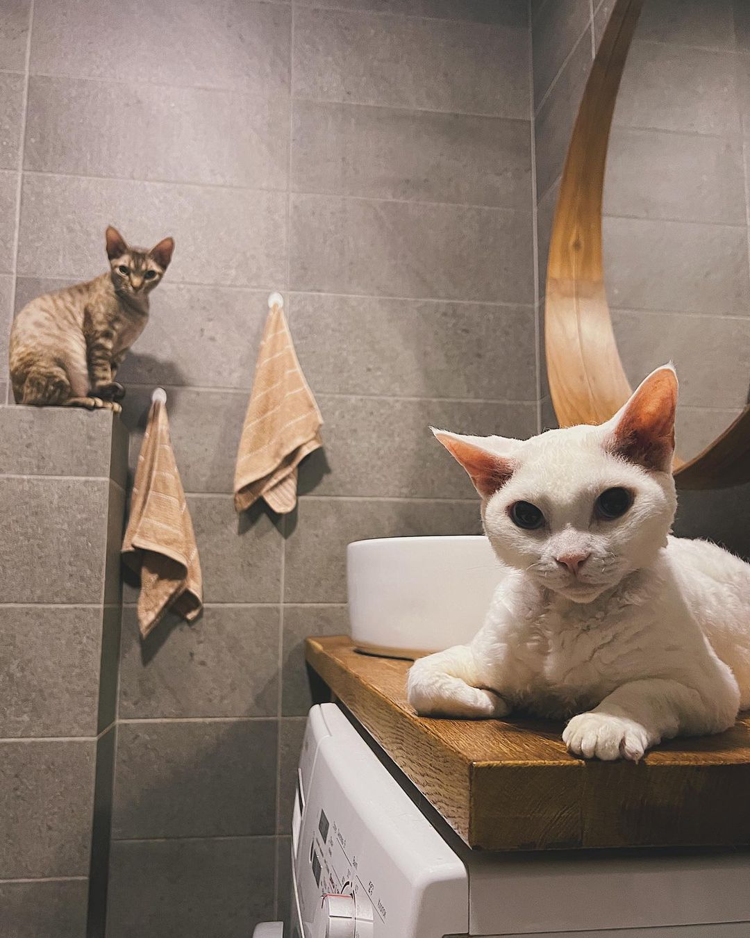 yurinstyle в LOOKY — Коты бдят, чтобы не утонул в ванной.