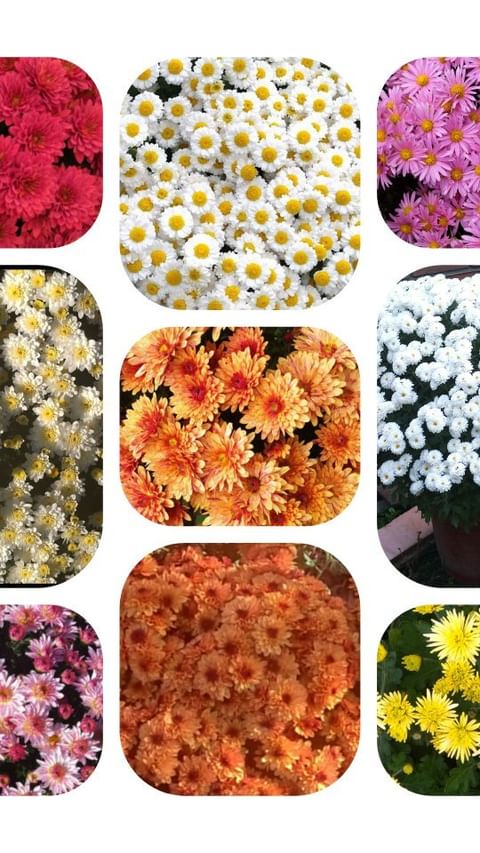 natali_multiflora в LOOKY. #хризантемамультифлора,#осенниецветы,#черенкипочтой,#краснодарскийкрай,#садвцветах. #хризантемамультифло...