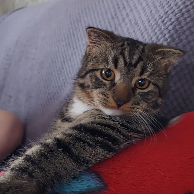 zyzyl_3 в LOOKY. #коты,#cats. Наши любимые пацаны ...