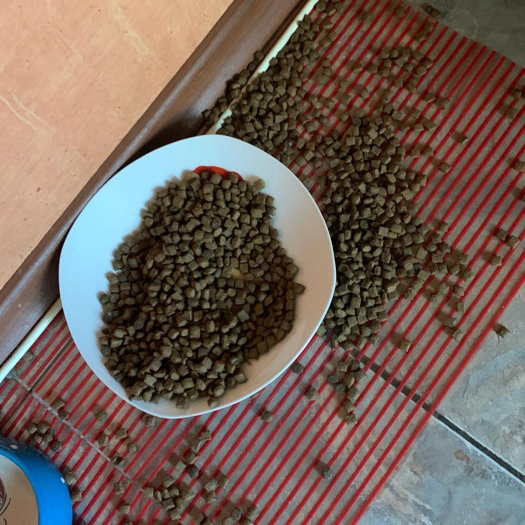 martyns_family в LOOKY — Результат охоты на муху. 🤭 Муха не пострадала 😂 #котикитак
