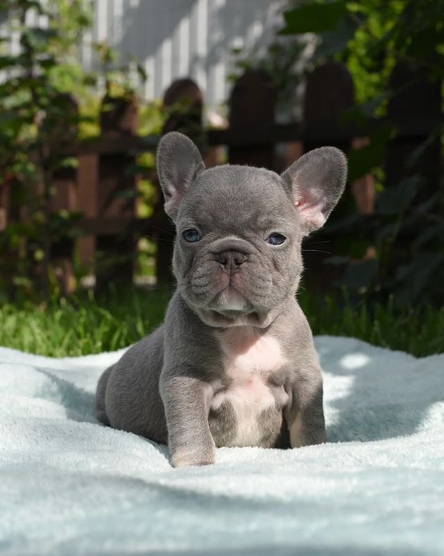 nastasya.lipbulldog в LOOKY. #loveabulli,#frenchuepuppy,#frenchuesofinstagram,#frenchielife,#ilovemyfrenchie,#frenchielove,#frenchbulldogsofinstagram,#instafrenchie,#bulldogfrances,#frenchieoftheday,#theworldofbullies,#dailyfrenchie,#frenchiepups,#frenchies1,#frenchie,#frenchiephotos,#frenchbulldogsrock,#frenchbully,#thefrenchiepost,#fab_frenchie,#ig_bullys. Оливер ♂️. Мини-копи...