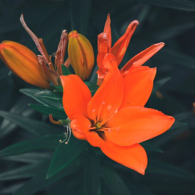 deus.nature в LOOKY. #floverphotography,#flovers,#floverslovers,#macrophotography,#naturephotography,#nature,#naturelovers,#фотодня,#фотоприроды,#фотоцветов,#цветыцветы,#макрофотография. ｌｉｌｉｕｍ
.
.
.
#flover...