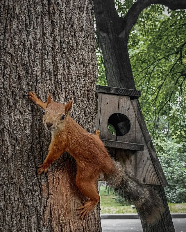 yanchikk101 в LOOKY. . фотосет белки😀🐿 на...