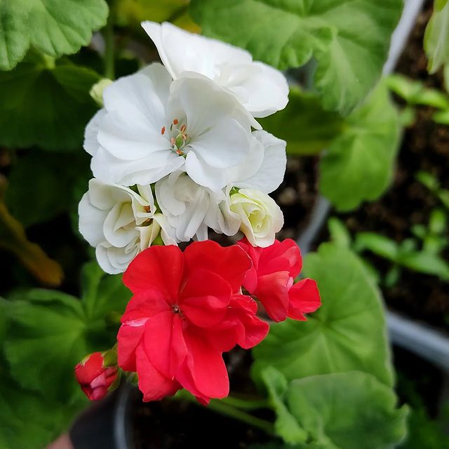 korshun_plants в LOOKY. #герань,#пеларгония,#пеларгонии,#дуэт,#букет,#комнатныерастения,#люблюцветы. Пеларгонии особенно ...