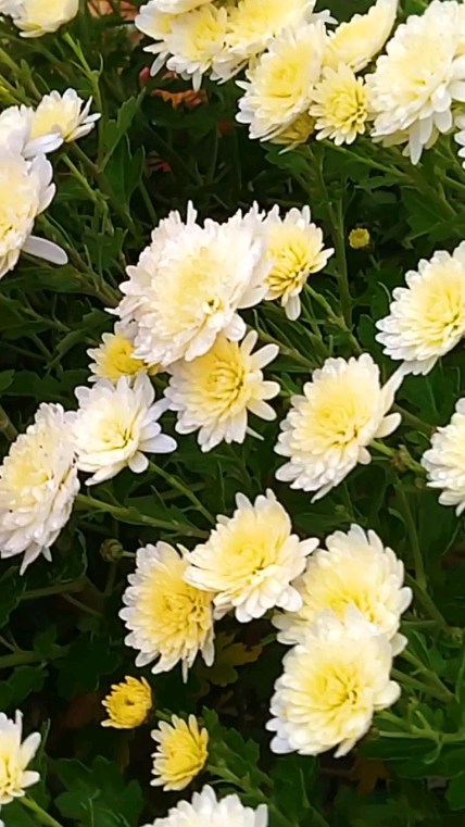 natali_multiflora в LOOKY. #хризантемамультифлора,#яркаяосень,#любимыецветы,#садогороддача,#садвцветах,#черенкипочтой,#краснодарскийкрай,#московскаяобласть,#кемерово. #хризантемамультифло...