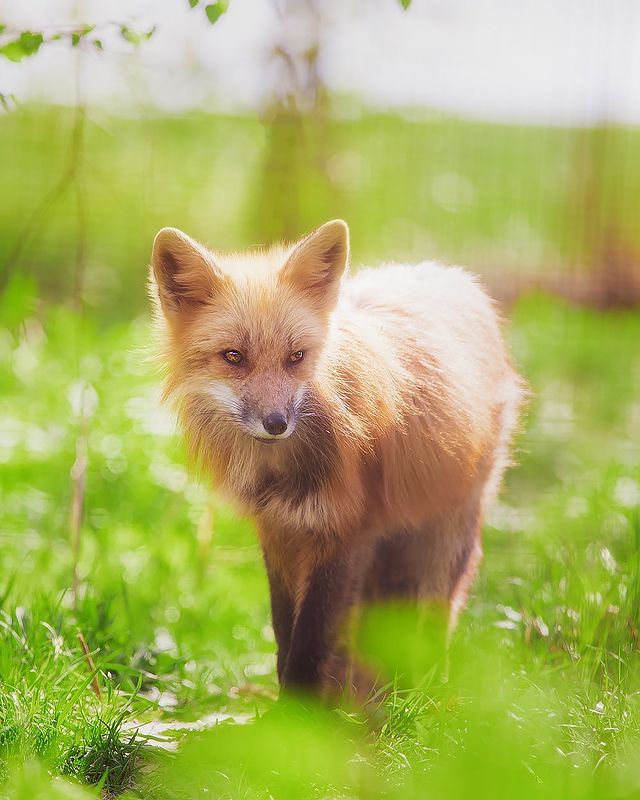 myfoxfamily в LOOKY. . Они встречают каждый...