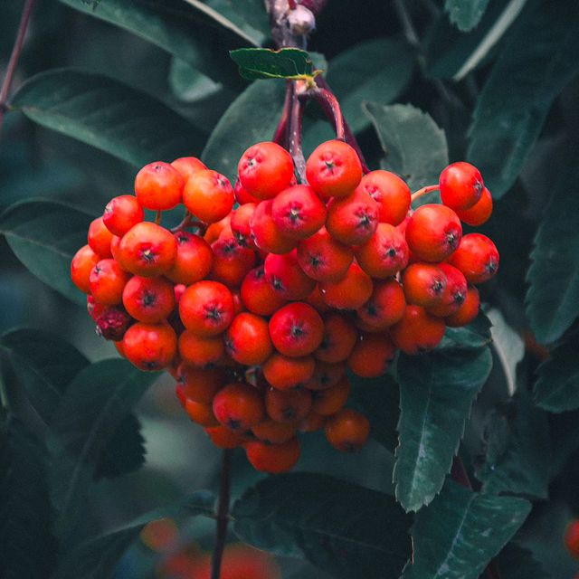 deus.nature в LOOKY. #floverphotography,#macrophotography,#naturephotography,#nature,#naturelovers,#фотодня,#фотоприроды,#макрофотография,#мобильнаяфотография. Ｓｏｒｂｕｓ
.
.
.
#flover...