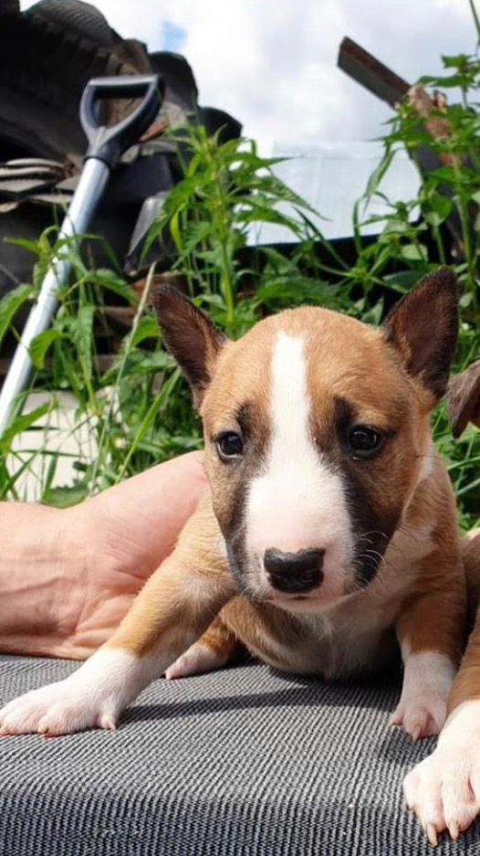 minibull_izzi в LOOKY. #бультерьер,#минибультерьер,#минибуль,#собака,#собакадруг,#собакадругчеловека,#щенок,#семья,#друзья,#bullterrier,#bullterrierlovers,#minibull,#minibullterrier,#dog,#dogoftheday,#dogofinstagram,#puppy,#family,#friends. С этого фото началас...