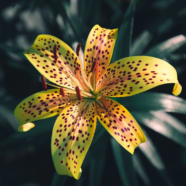 deus.nature в LOOKY. #floverphotography,#flovers,#floverslovers,#macrophotography,#naturephotography,#nature,#naturelovers,#фотодня,#фотоприроды,#фотоцветов. ｌｉｌｉｕｍ
.
.
.
#flover...
