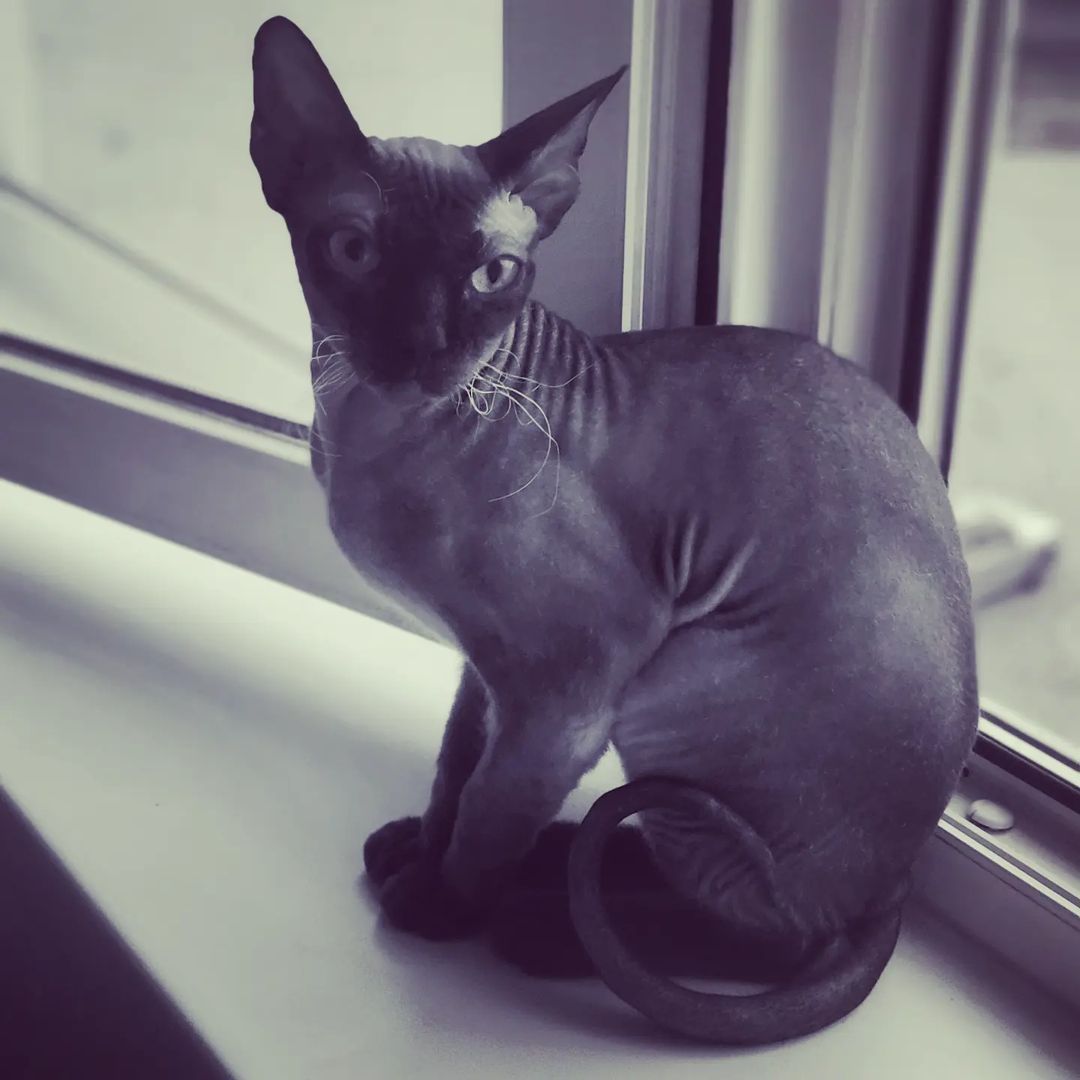 tito_mahito в LOOKY — #лысаяхуета
