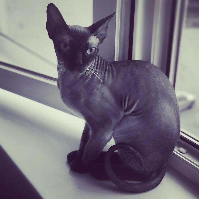 tito_mahito в LOOKY. #лысаяхуета. #лысаяхуета