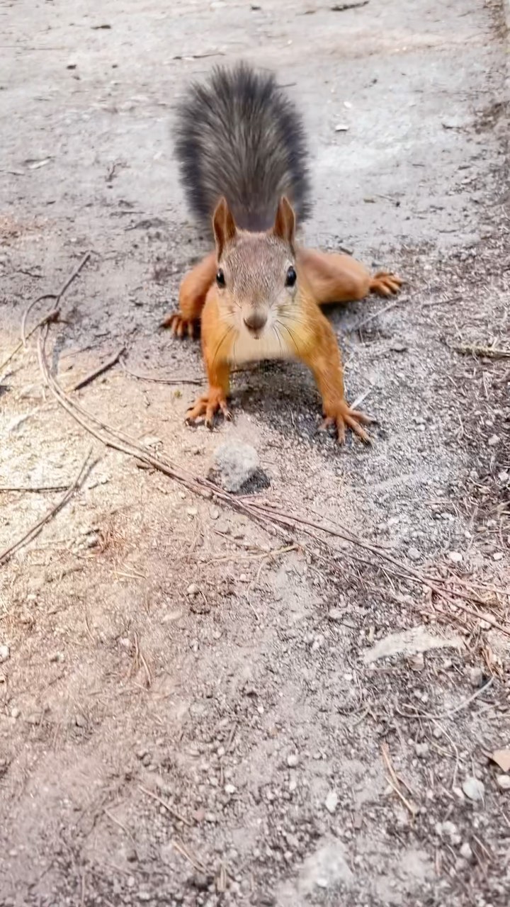 oschepkova в LOOKY. #brassic,#squirrel. #brassic #squirrel